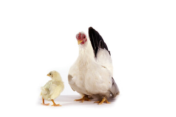 Fototapeta premium NAGASAKI