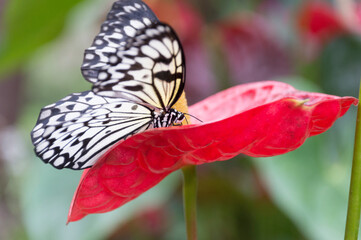 A Large Tree Nymph (Idea Leuconoe)