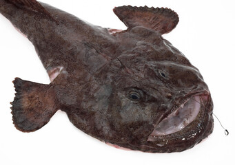 LOTTE DE MER