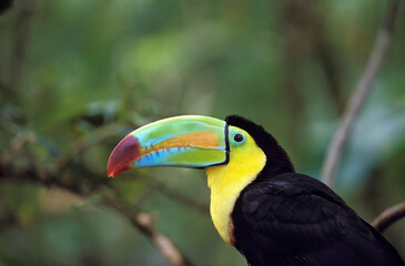 TOUCAN A CARENE ramphastos sulfuratus