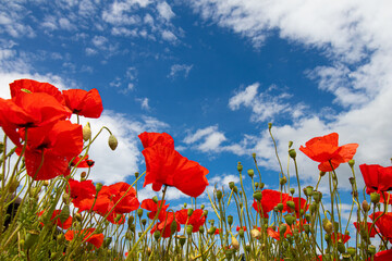 Obraz premium Poppy flower or Papaver rhoeas in green field in front of blue and atmospheric sky