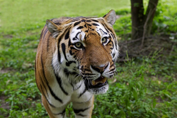 Fototapeta na wymiar TIGRE DE SIBERIE panthera tigris altaica