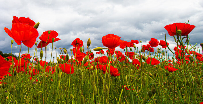 Poppy flower or Papaver rhoeas in green field in front of blue and atmospheric sky © SForster