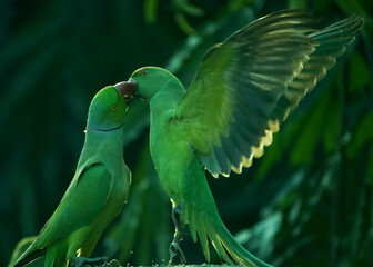 Two parrots in love with each other.