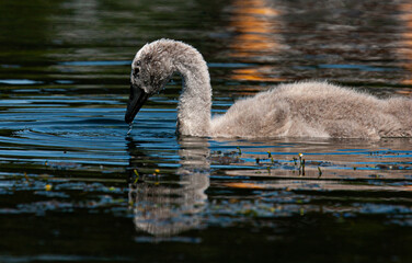 baby swan on sea