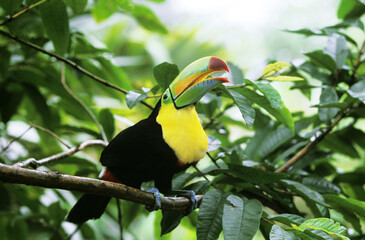 TOUCAN A CARENE ramphastos sulfuratus