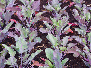 Neat vegetable garden with cabbage plants