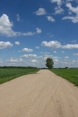 Fototapeta na wymiar Rural summer landscape, field, sandy yellow road with a puddle and tall green century-old trees on the sides. There are huge white clouds in the blue sky.