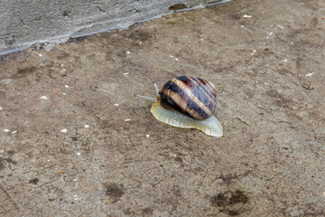 little grape snail crawling on the concrete surface