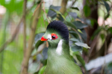 West African Green or Guinea Turaco (Tauraco persa)
