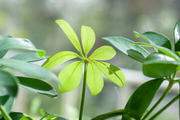 Green, smooth and shinyl eaves of schefflera. Botanical macrophotography for illustration of schefflera