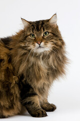 Obraz premium CHAT ANGORA