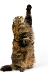 CHAT ANGORA