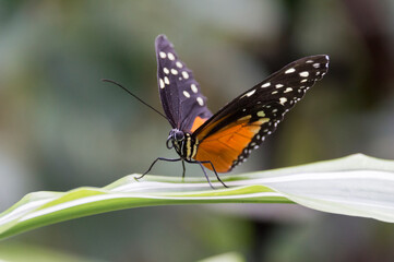  The Tiger Longwing (Heliconius hecale)