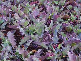 Neat vegetable garden with cabbage plants