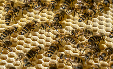 Inside the bee hive, bees fill the honeycomb with fresh, fragrant honey.