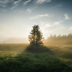 Lonely tree standing on field during misty morning with sun behind it.