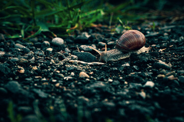 Snail on pebbles
