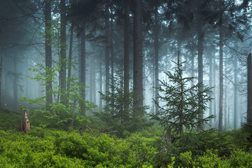 Fototapeta Mglisty poranek w lesie. Zielone rośliny obraz