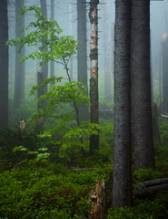 Mglisty poranek w lesie. Zielone rośliny - obrazy, fototapety, plakaty