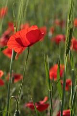 Fototapeta premium Prowansja 2020