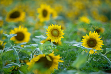 Obraz premium sunflower