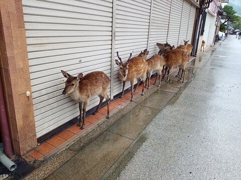 雨の宮島の鹿