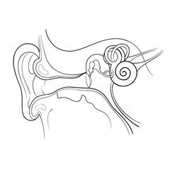 ear anatomy outline vector illustration
