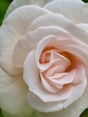 Beautiful macro of a white rose