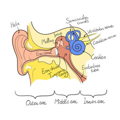 ear anatomy outline vector illustration