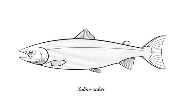 Atlantic salmon fish outline vector illustration