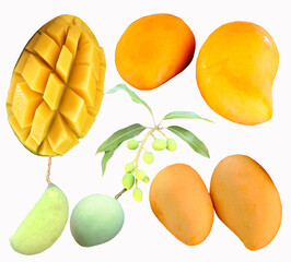 Set of ripe mangoes yellow and green
