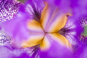 Obraz na płótnie Canvas purple iris flower