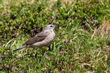 water pipit (anthus spinoletta) standing in alpine grassland