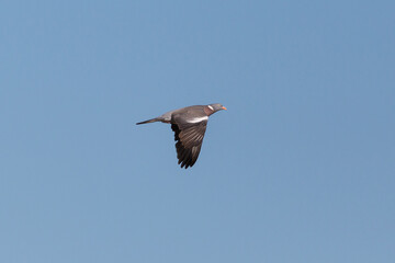 isolated woodpigeon (columba palumbus) in flight in blue sky