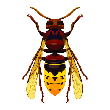 Hornet, insect, stings, predator, isolate on a white background. Vector image