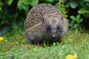 Hedgehog in a British Garden
