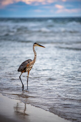 great blue heron