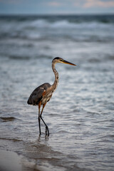 great blue heron