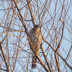 bird
