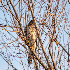 bird