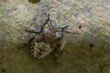 A Mottled Shieldbug (Rhaphigaster Nebulosa)
