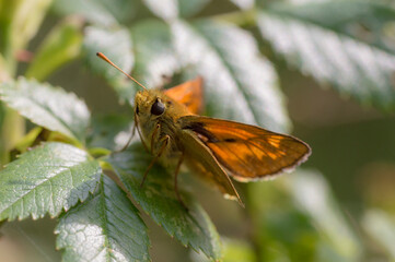 A Small Skipper (Thymelicus Sylvestris) sitting on a leaf