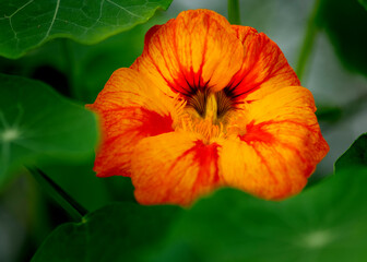 orange flower in the garden