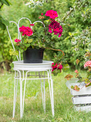Allotments in Poland