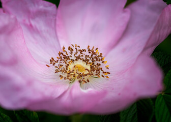 close up of pink flower