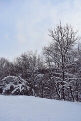 Fototapeta na wymiar winter in forest. snowy trees in cold season