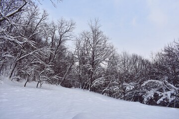 winter in forest. snowy trees in cold season