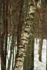 winter in forest. snowy trees in cold season