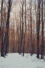 winter in forest. snowy trees in cold season